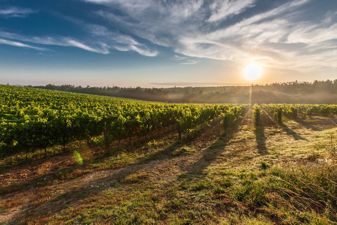 services-09 A breathtaking view of a vineyard in Tuscany with the sun rising, casting long shadows.