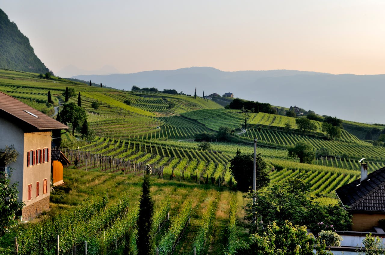 Idyllic countryside vineyard landscape featuring lush green rolling hills under a serene sky.