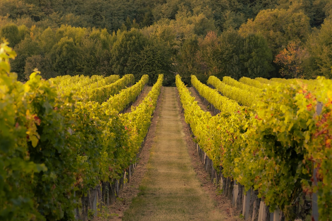 rows-of-vines-in-a-vineyard-with-trees-in-the-background-vyope3tvwxu